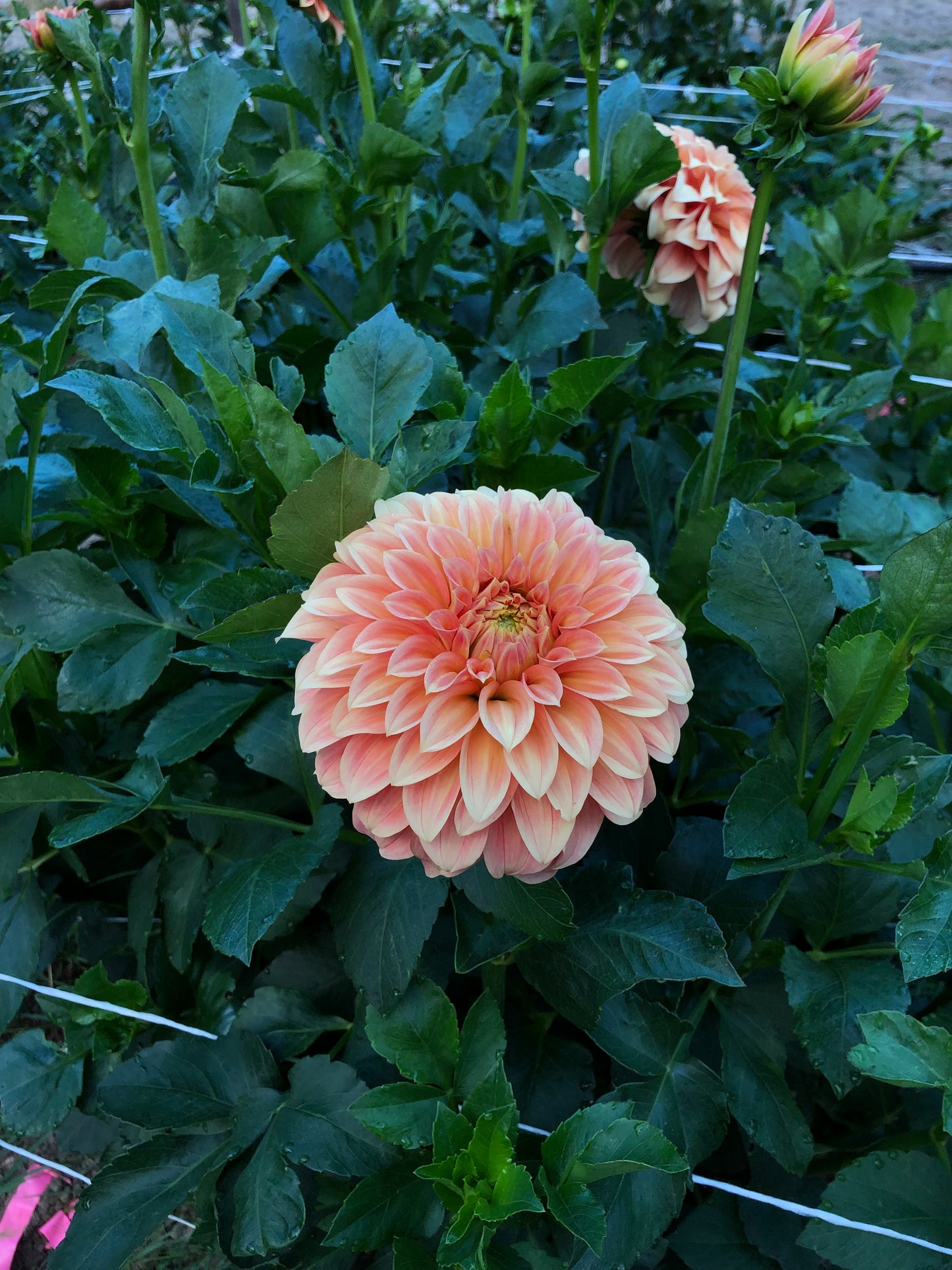 Bracken Palomino