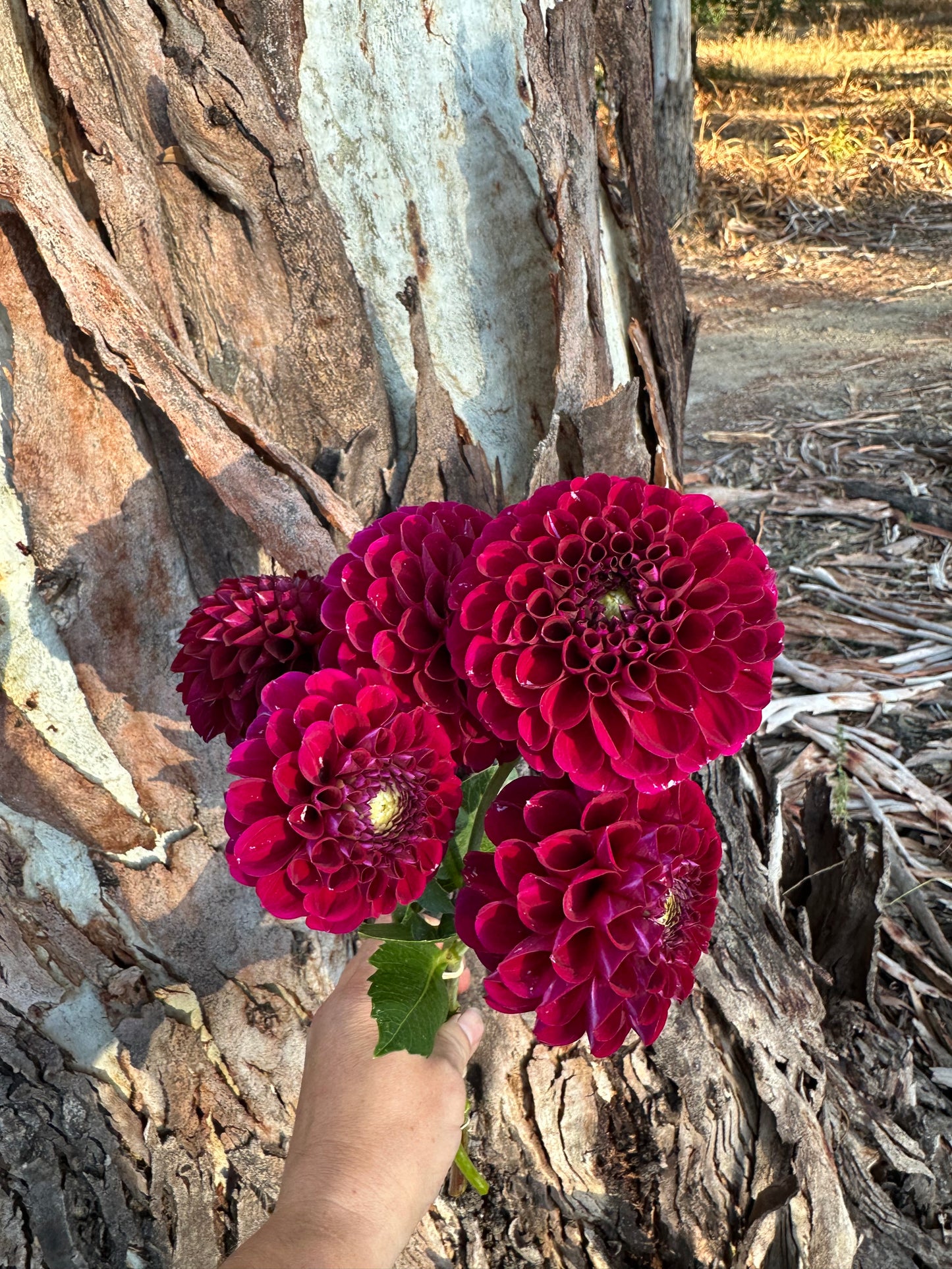 Burgundy Ball