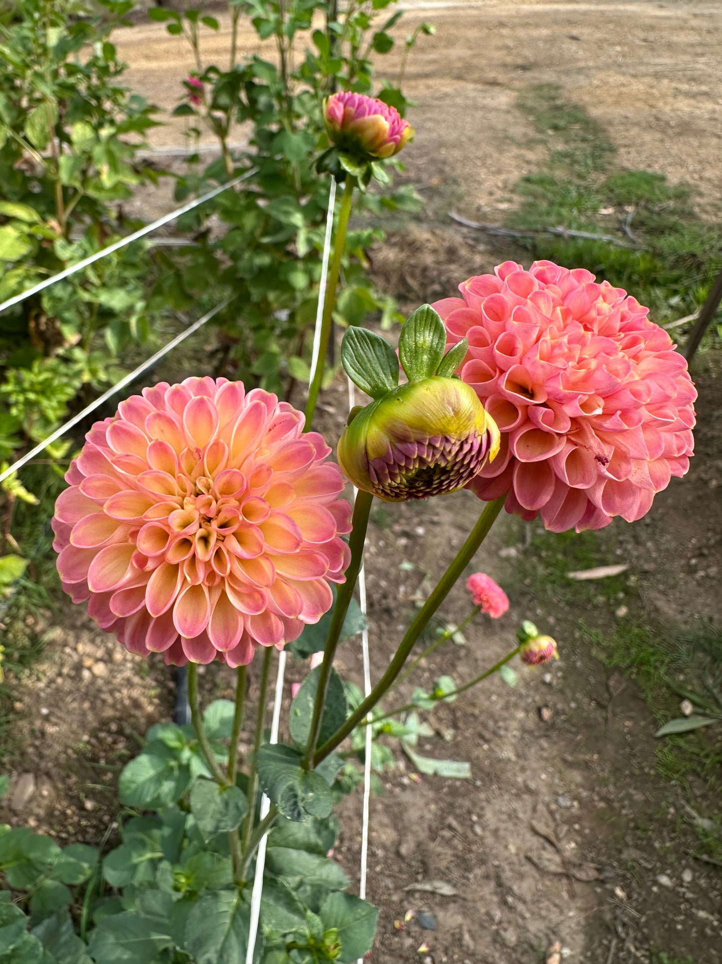 Little Peaches