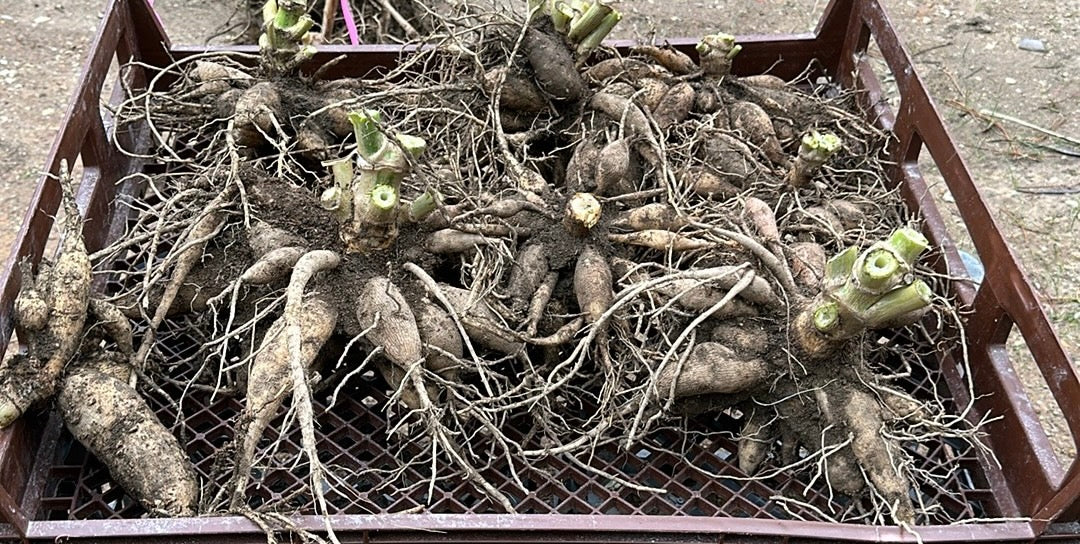 April Glory Tuber Clumps