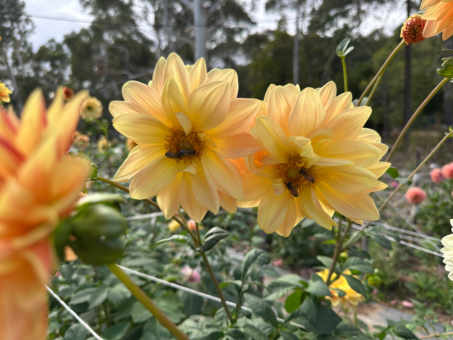 April Glory
