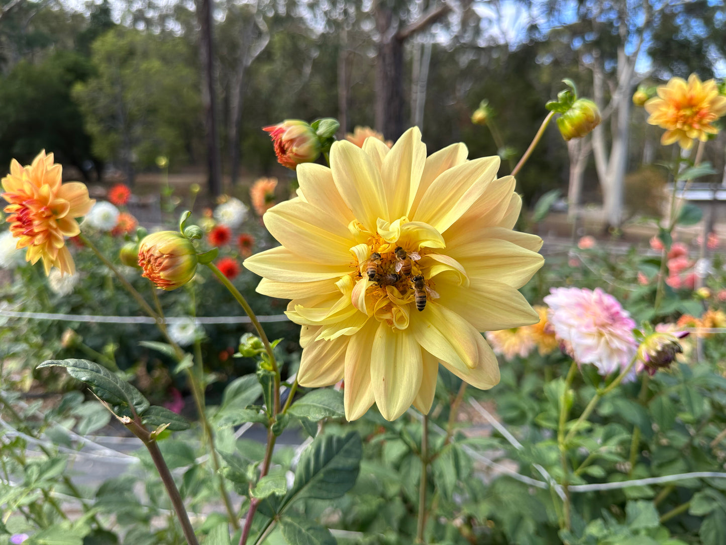 April Glory