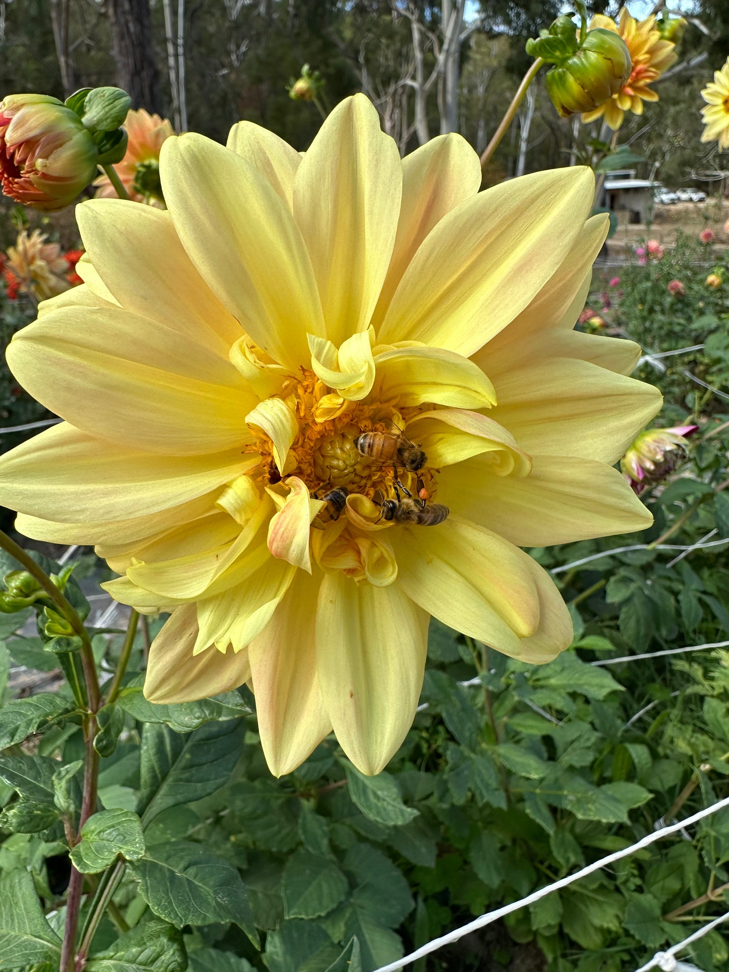 April Glory