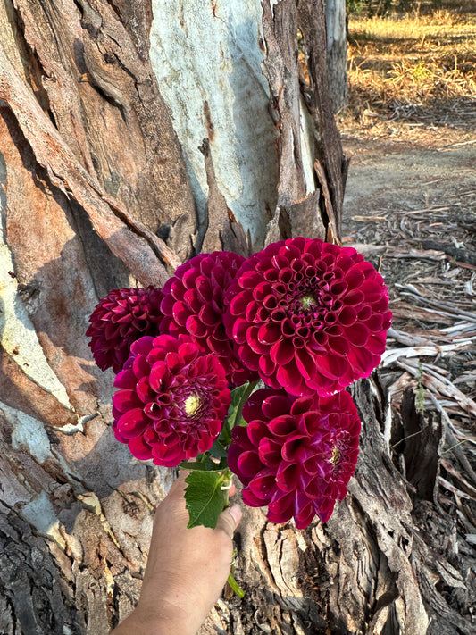 Burgundy Ball