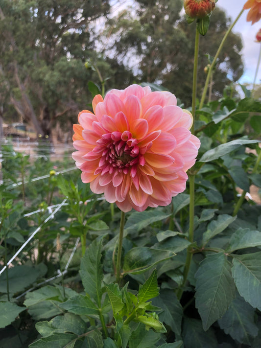 April Glory