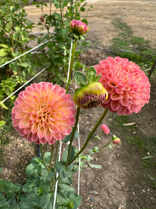 Little Peaches