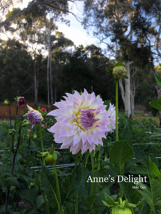 Anne’s Delight