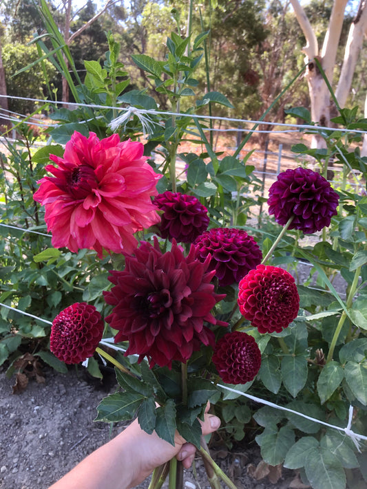Burgundy Bonanza