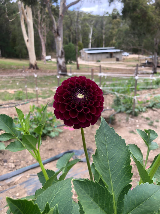Burgundy Bonanza