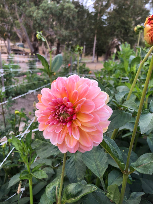 April Glory