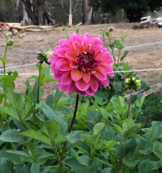 Sunny Rose